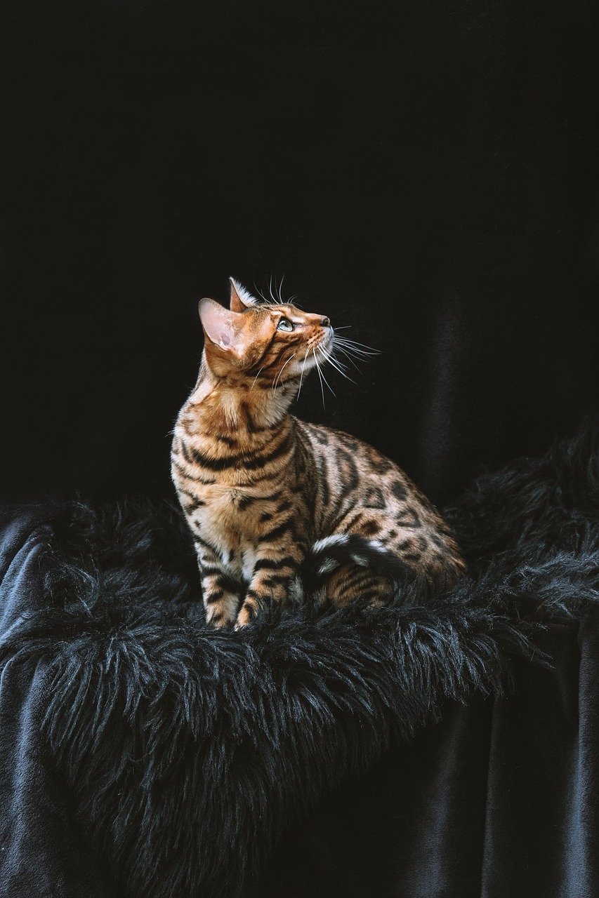 bengal cat, cat, pet, animal, nature, domestic cat, domestic animal, feline, mammal, portrait, aesthetic wallpaper, phone wallpaper