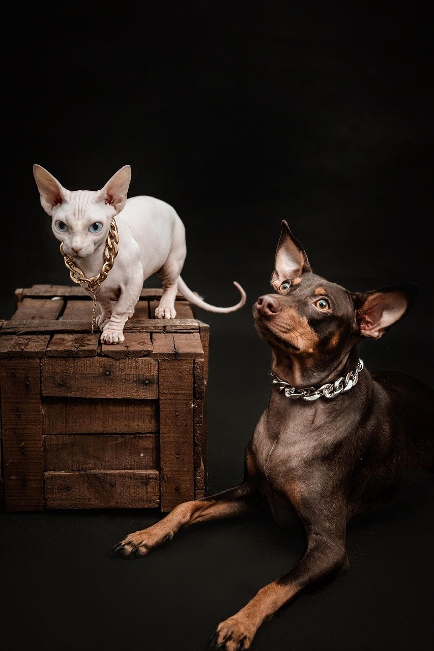 Services dog, cat, pet, sphinx cat, nature, pinscher, mammal, animal, rich, necklace, luxury, portrait
