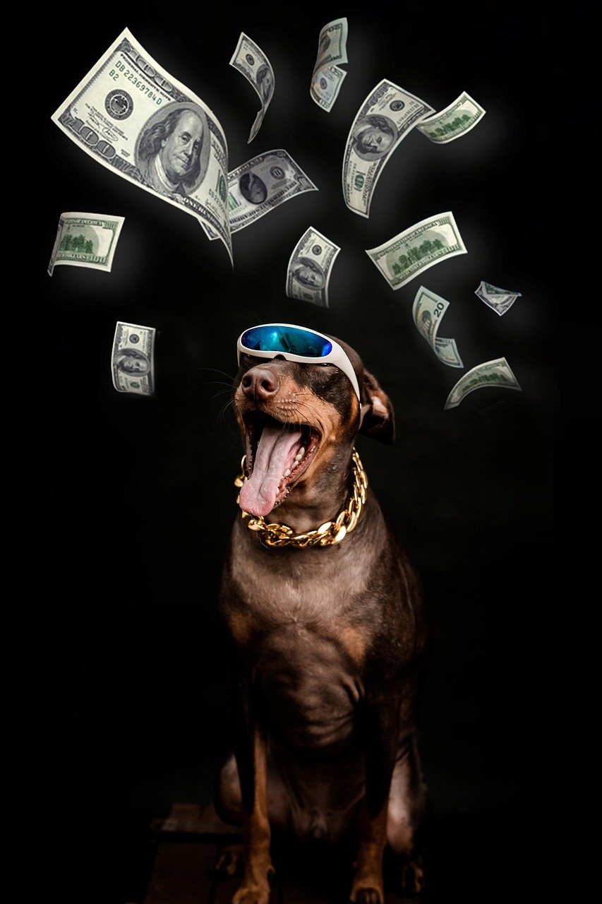 Services pinscher, dog, dollar, bills, rich, animal, pet, muzzle, nature, canine, necklace, portrait