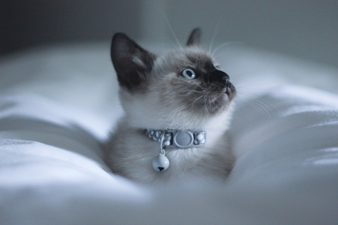 Ragdoll kitten on bed.